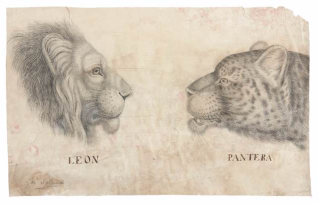 León y pantera